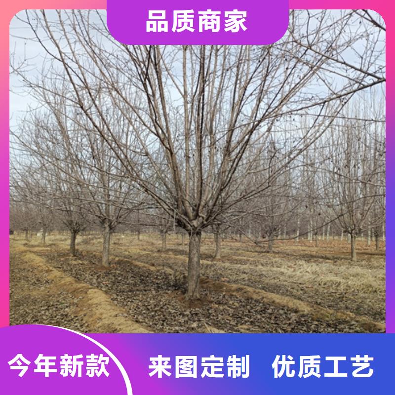 法桐截杆发帽对质量负责