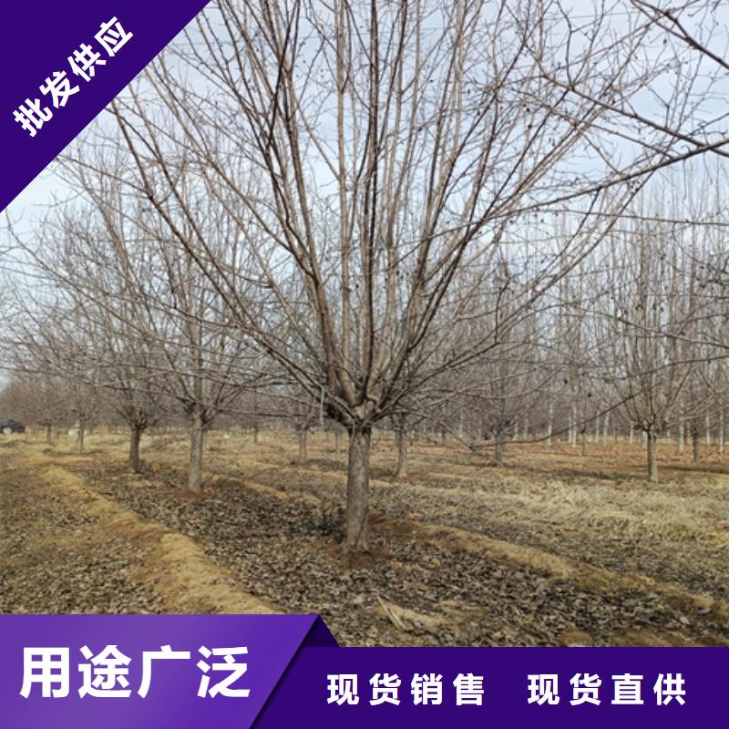 法桐国槐专业生产N年
