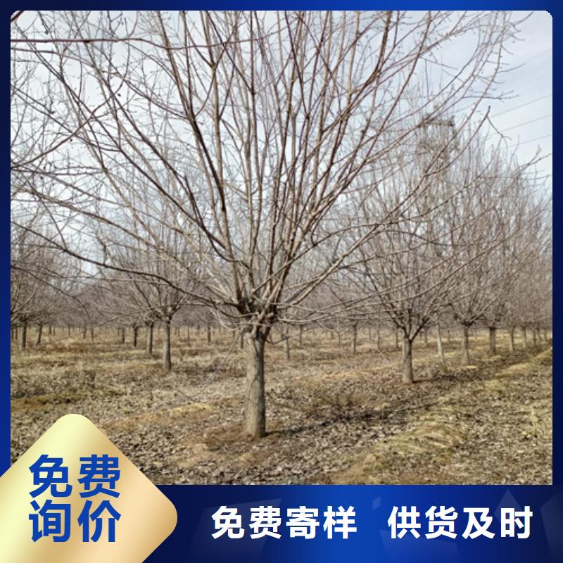 法桐截杆发帽对质量负责