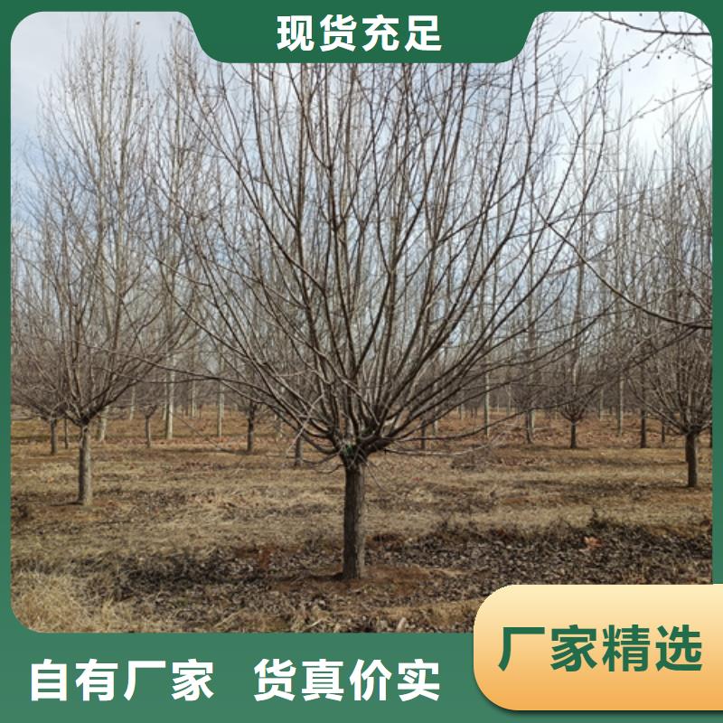 法桐美国红枫专业供货品质管控