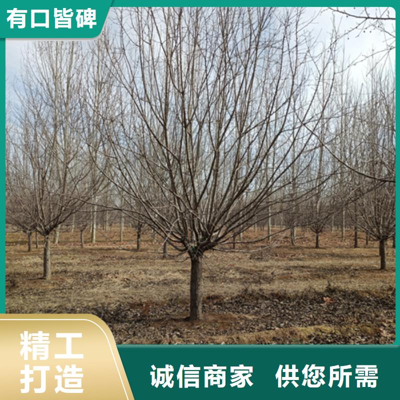 法桐金叶槐专业信赖厂家