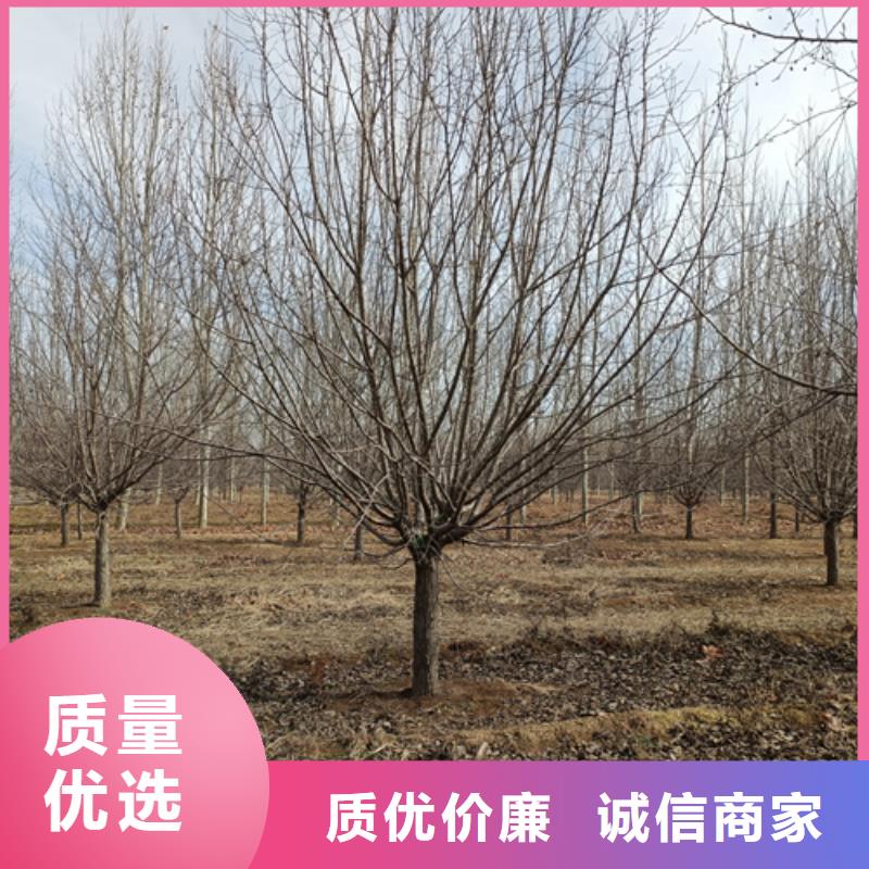 法桐黄金槐一手货源