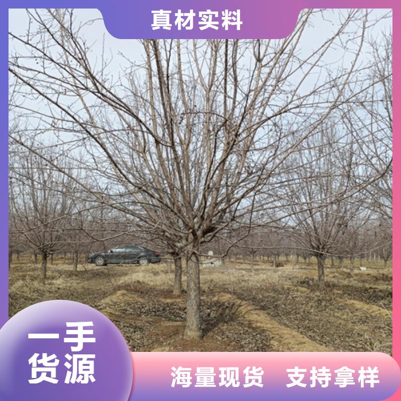 【法桐,白蜡诚信为本】