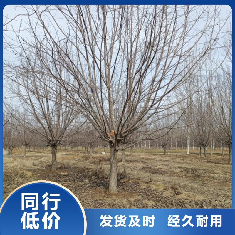 法桐美国红枫直销厂家