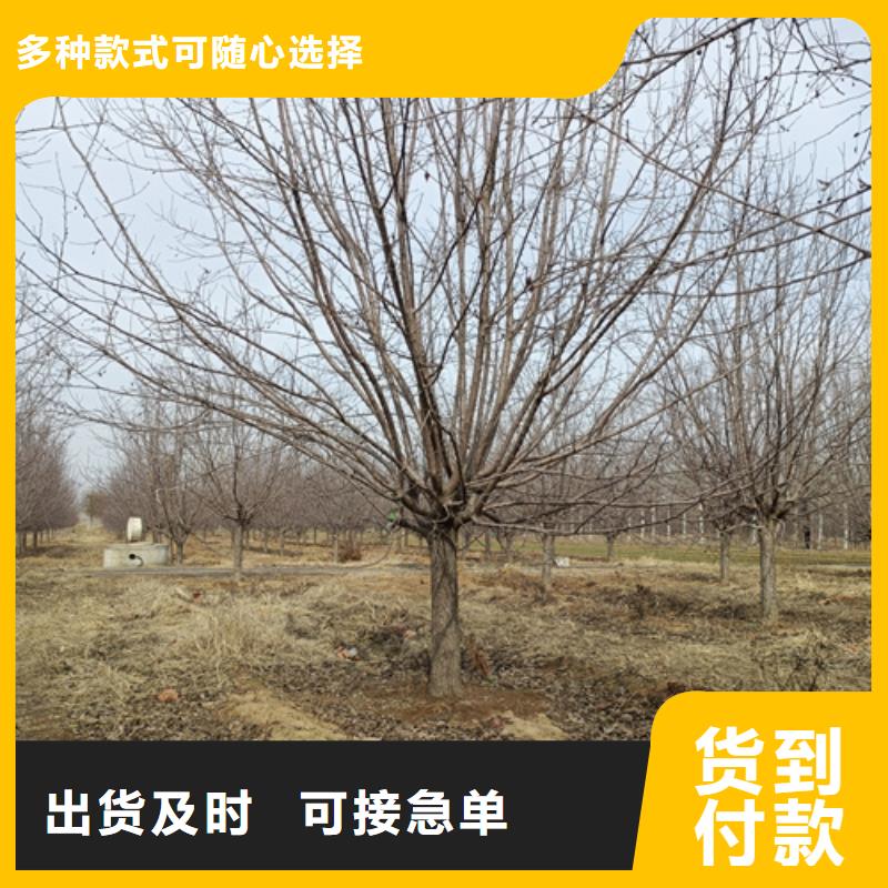 【法桐五角枫现货充裕】