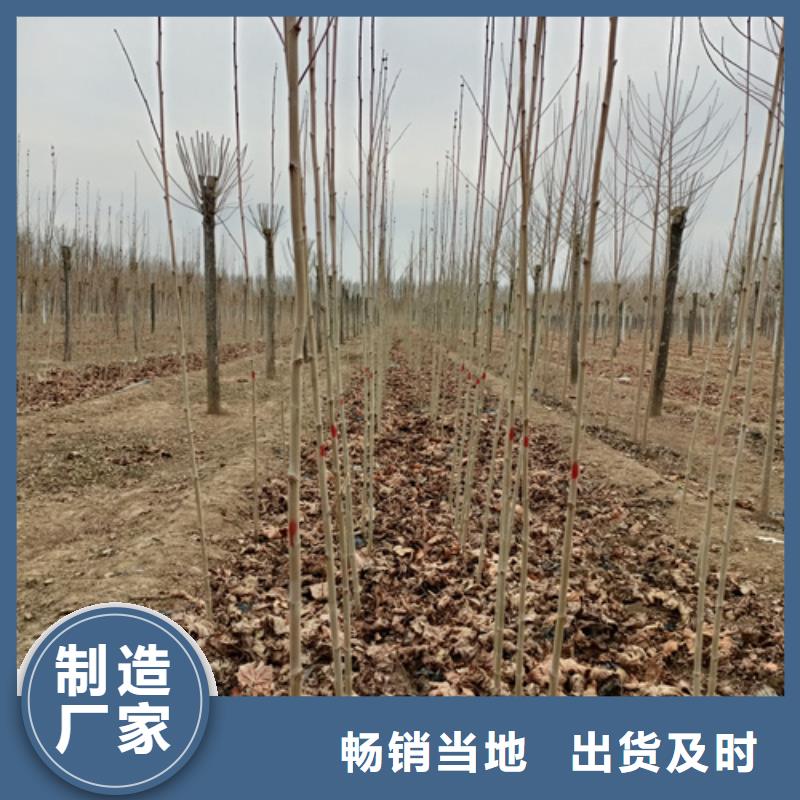 法桐北京栾诚信为本