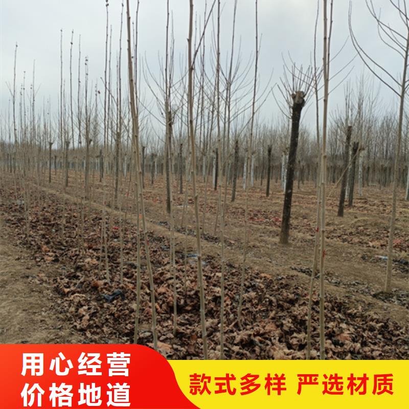 【法桐】国槐超产品在细节