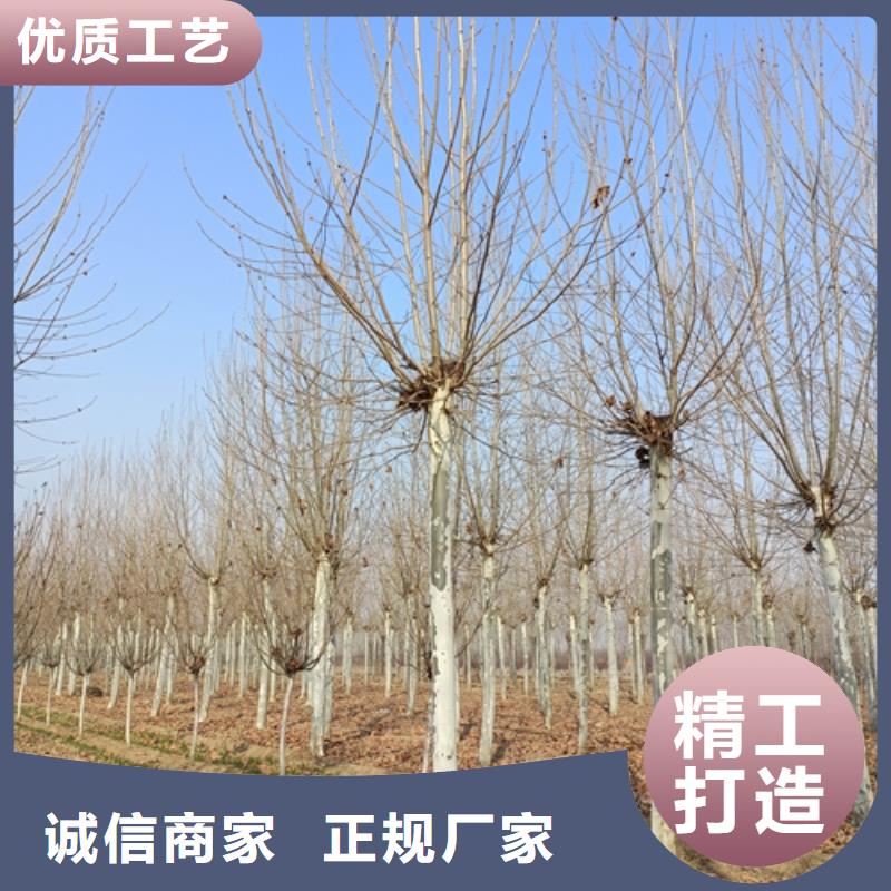 法桐【国槐】丰富的行业经验