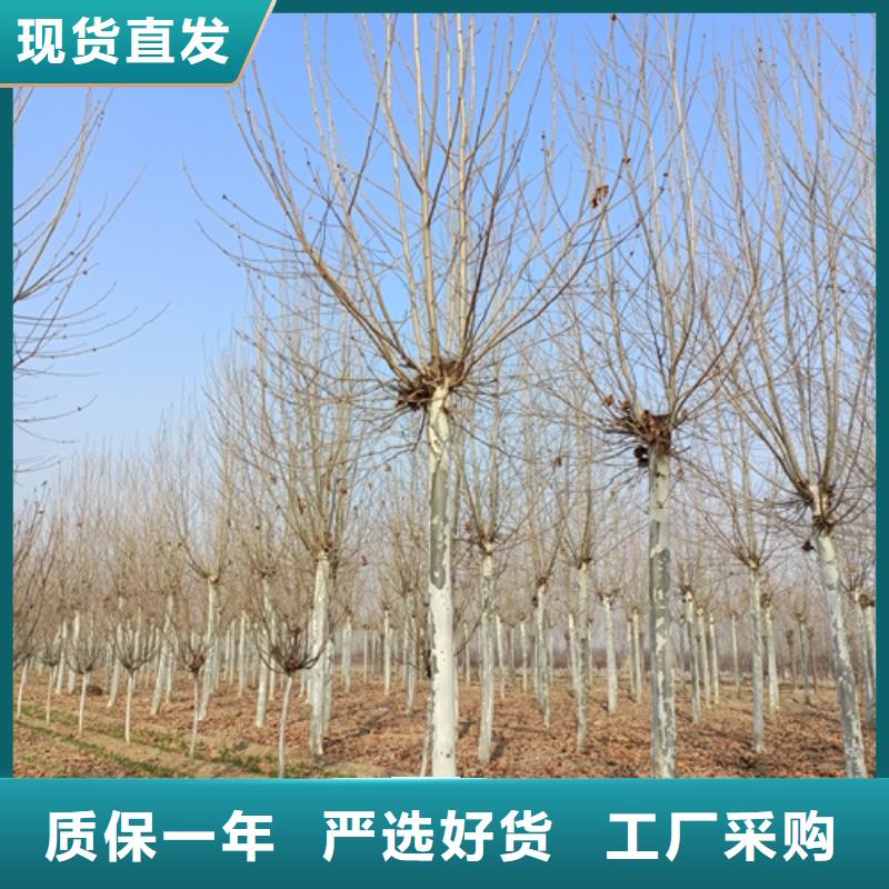 法桐好货有保障