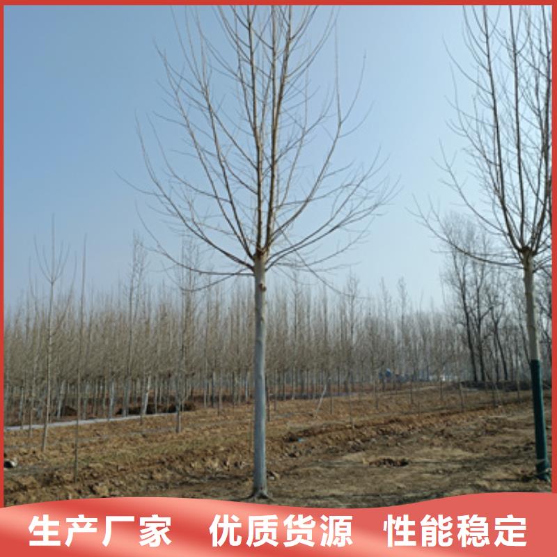 法桐金叶槐用心做好每一件产品