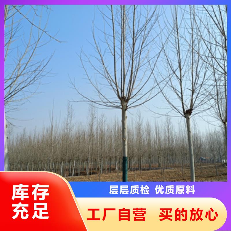 法桐北京栾诚信为本