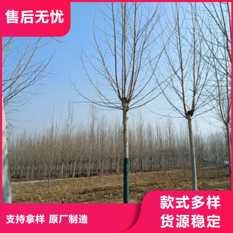 法桐西府海棠专注质量