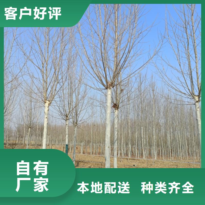 【法桐北京栾诚信商家】