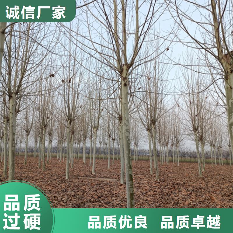 法桐-国槐自有厂家