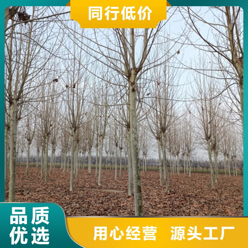 法桐实拍品质保障