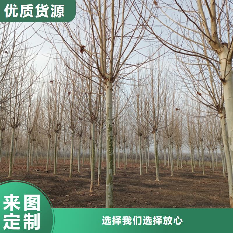 【法桐白蜡厂家货源稳定】