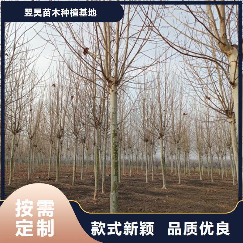 法桐国槐高质量高信誉