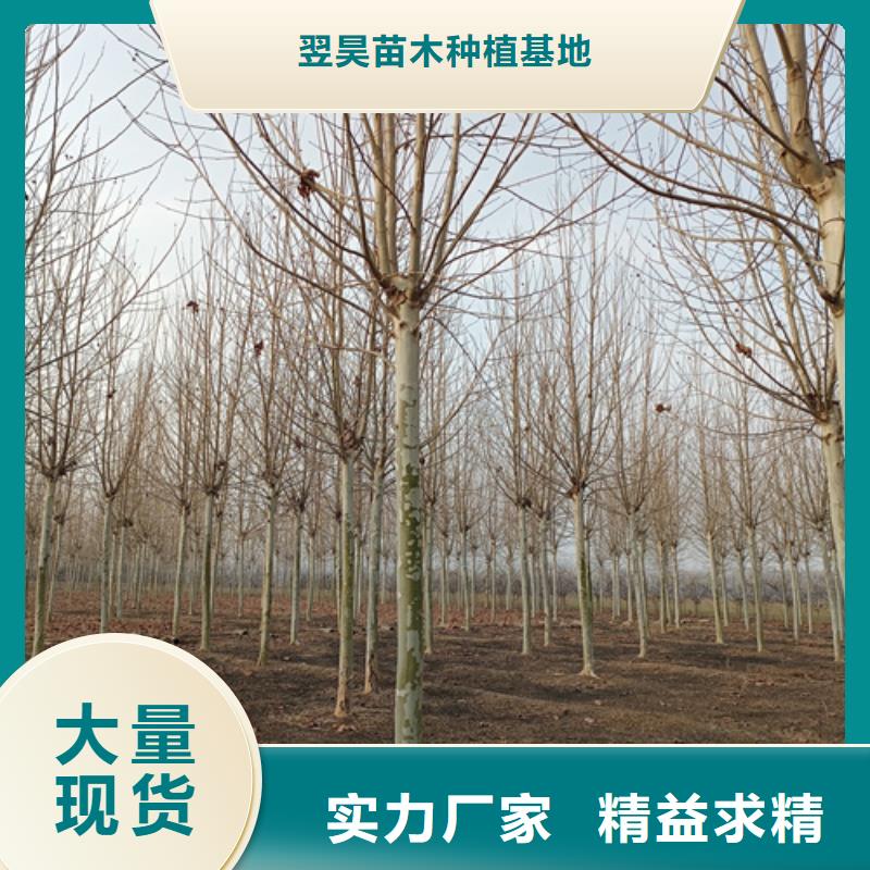 【法桐,白蜡多种场景适用】