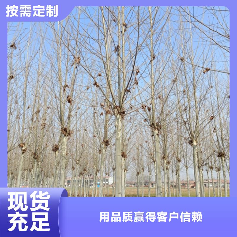 【法桐】-五角枫源头厂家