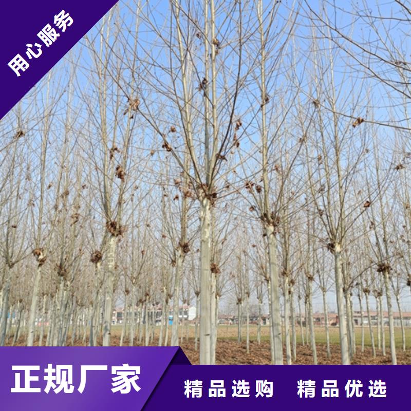 法桐实拍品质保障