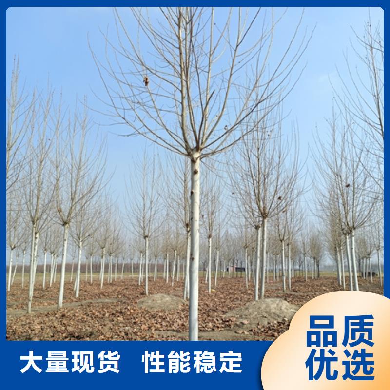 法桐好货有保障