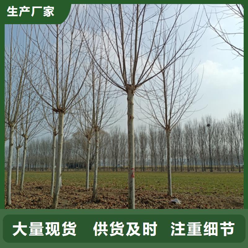 法桐金叶白蜡专注产品质量与服务