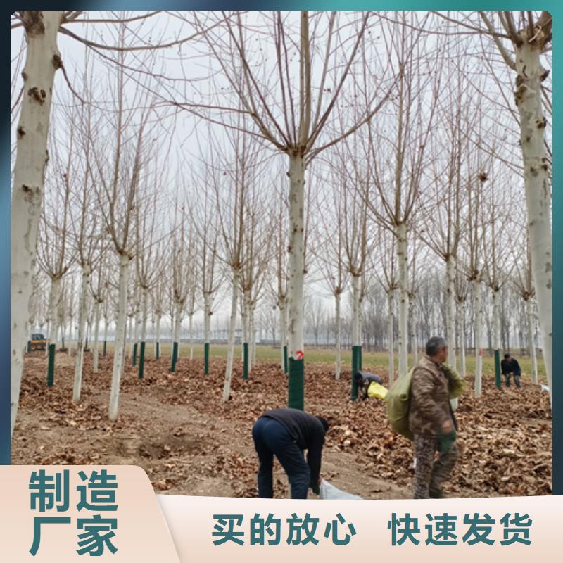 【法桐】金叶复叶槭市场行情