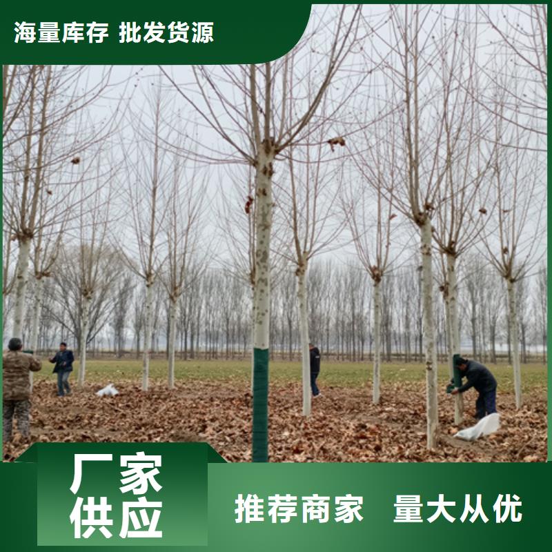 【法桐金叶复叶槭实体诚信经营】