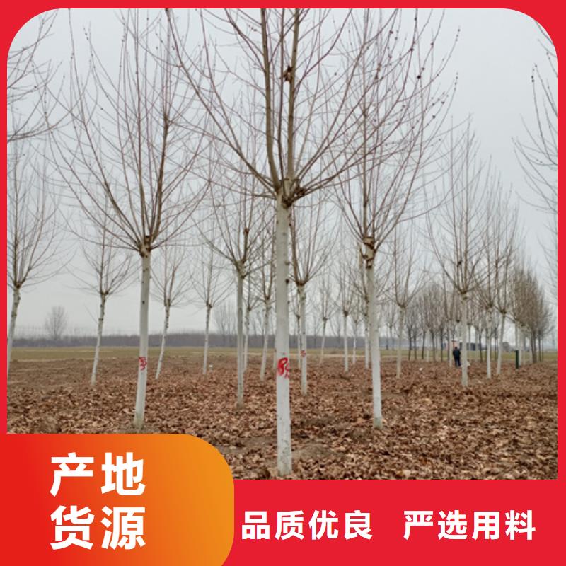 法桐金叶槐诚信为本