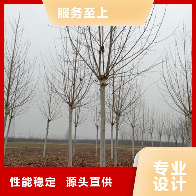 【法桐金叶槐多种款式可随心选择】
