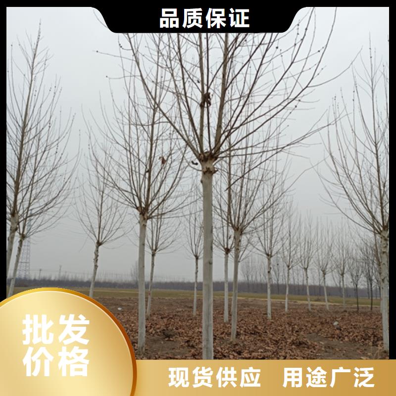 法桐实拍品质保障
