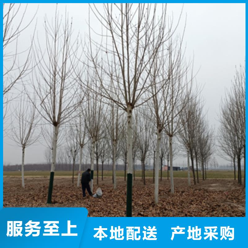 【法桐】五角枫量大更优惠