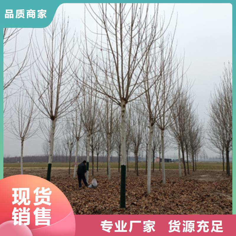 【法桐】-五角枫源头厂家