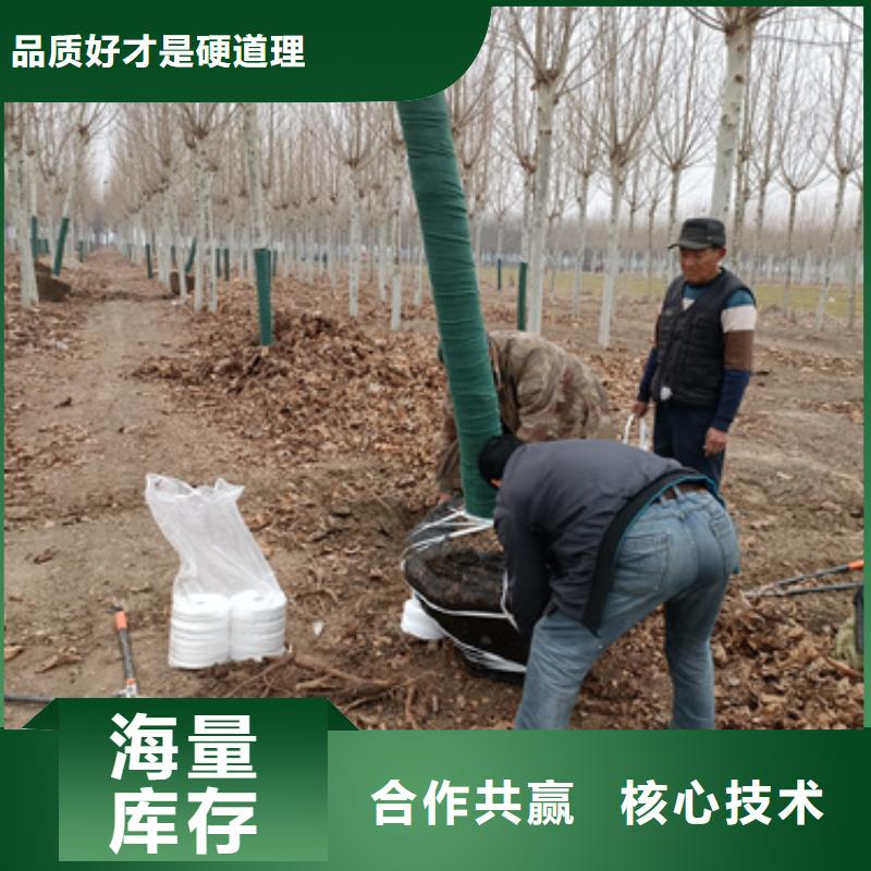 法桐黄金槐品质无所畏惧