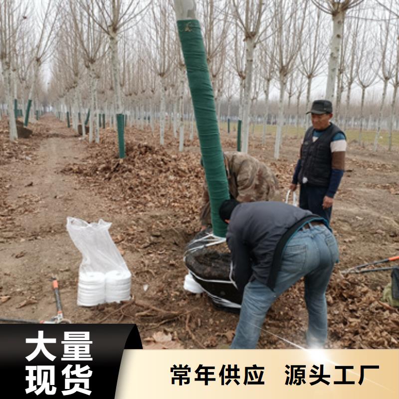 【法桐黄金槐保障产品质量】