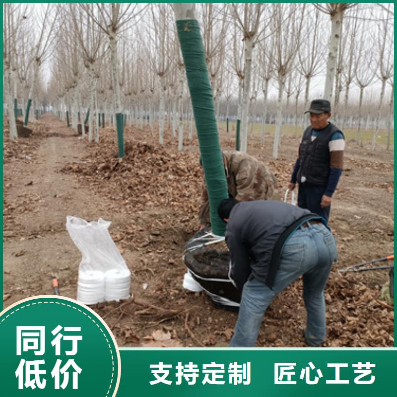 法桐国槐专业生产N年