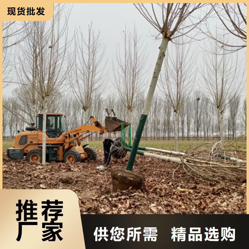 法桐秋紫白蜡工厂批发