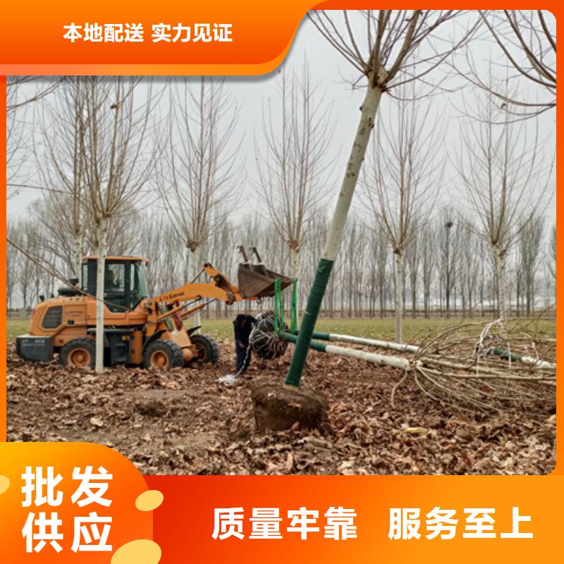 法桐金叶白蜡一手货源源头厂家