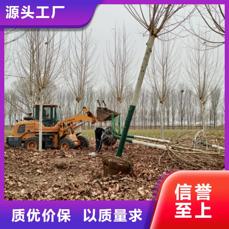 法桐五角枫使用方法