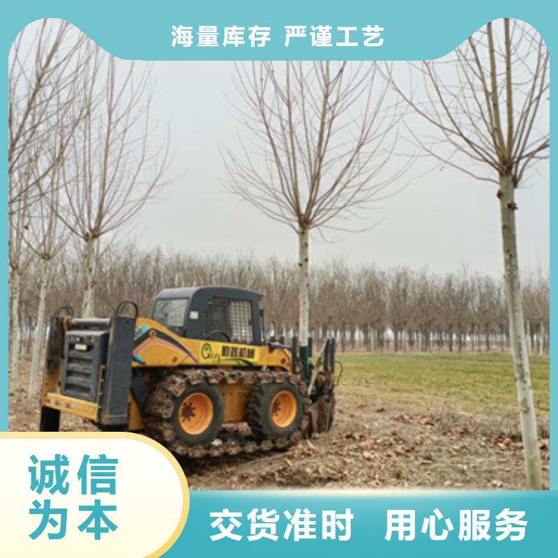 法桐一周内发货
