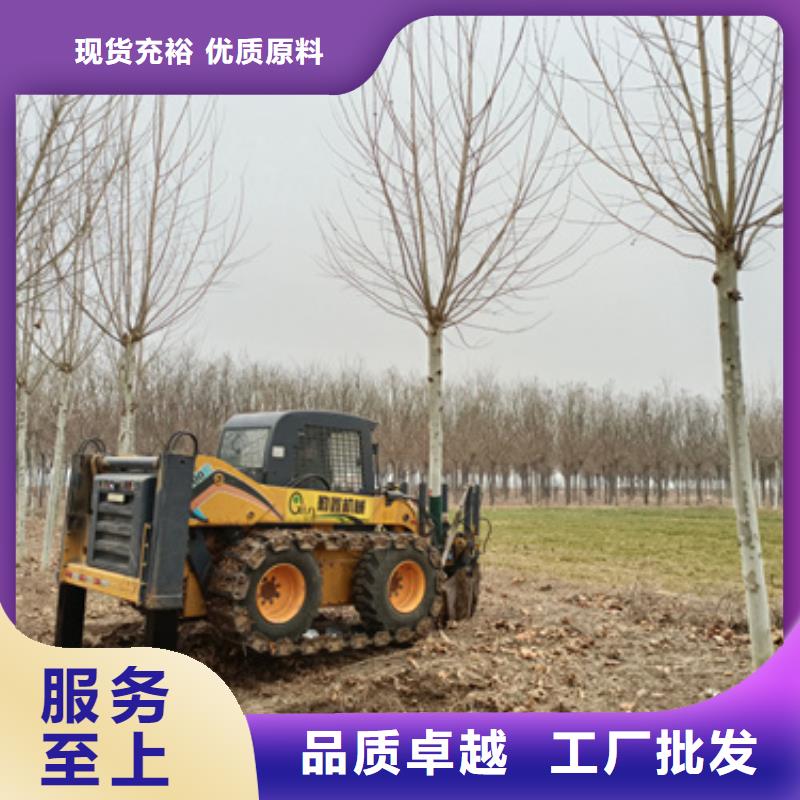 法桐五角枫一手货源源头厂家