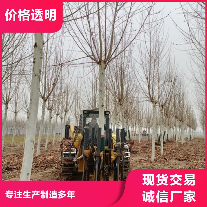 法桐美国红枫以质量求生存