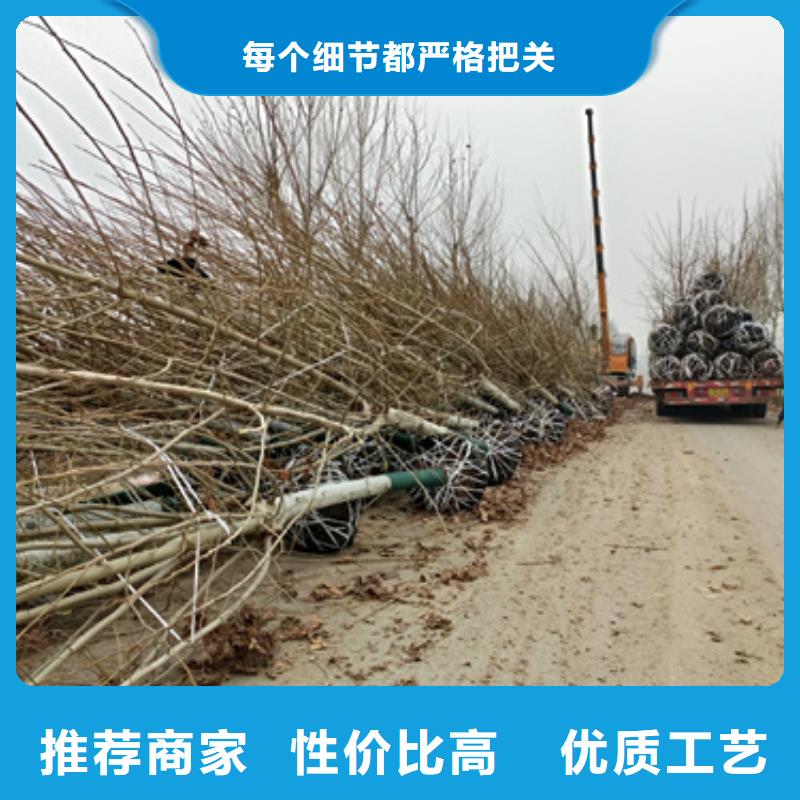 【法桐白蜡厂家货源稳定】