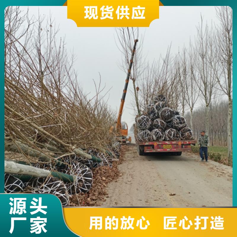 法桐秋紫白蜡工厂批发