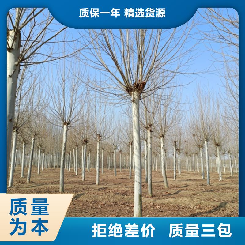 法桐金叶槐专业信赖厂家