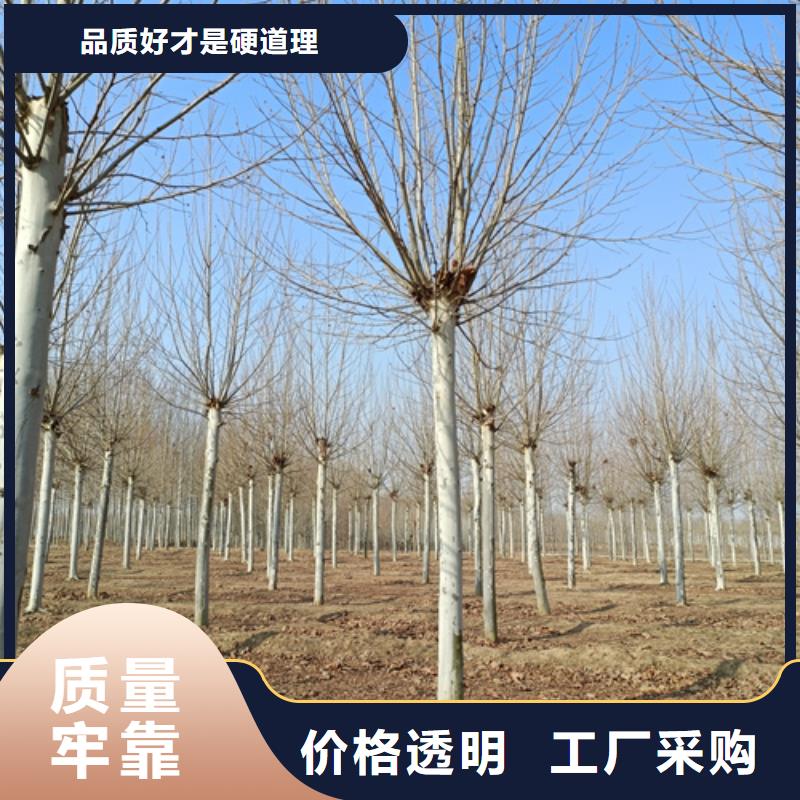 法桐黄金槐厂家质量过硬