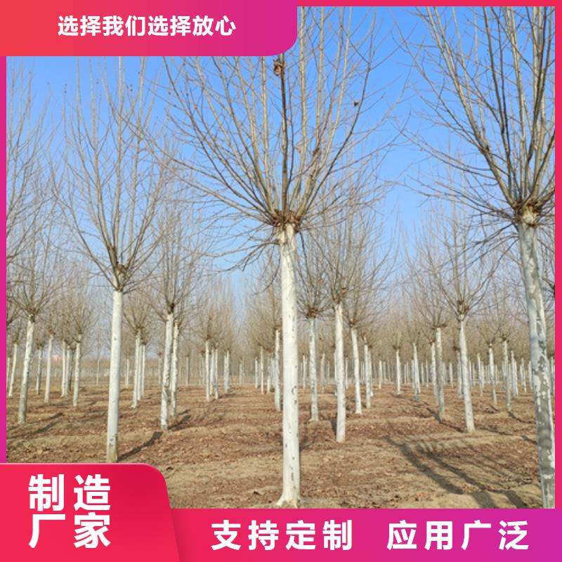 法桐【原生冠法桐】品质可靠