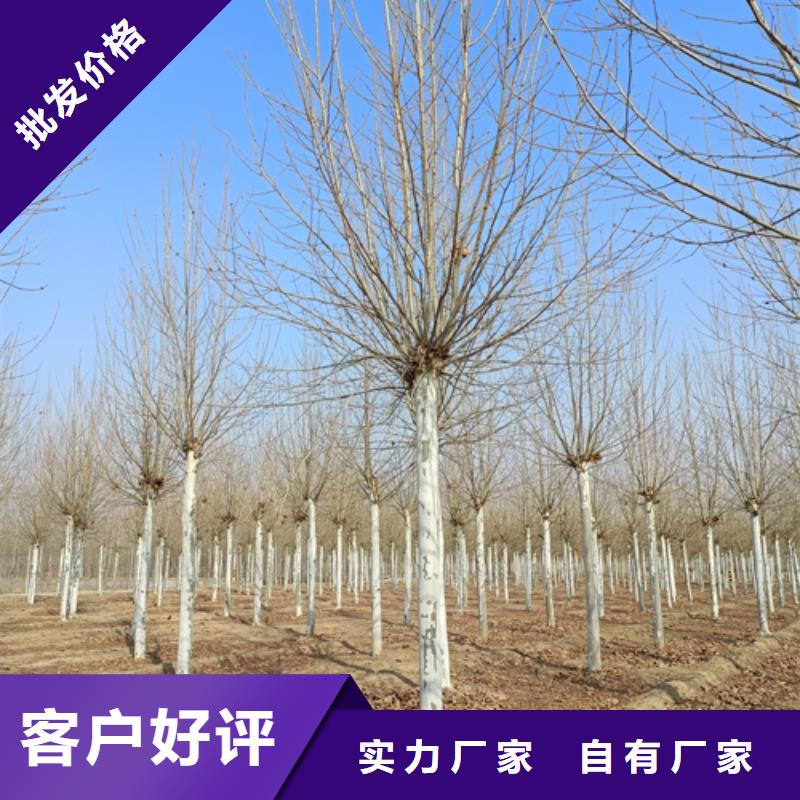 法桐,金叶复叶槭畅销本地