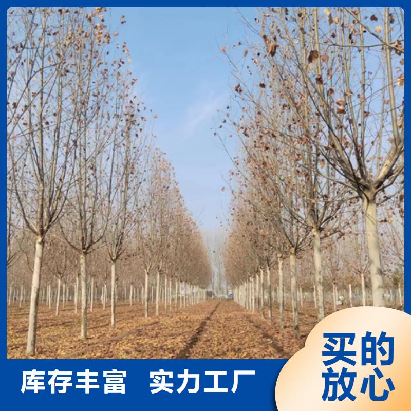 【法桐国槐海量现货】
