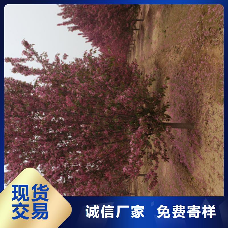法桐_国槐保质保量